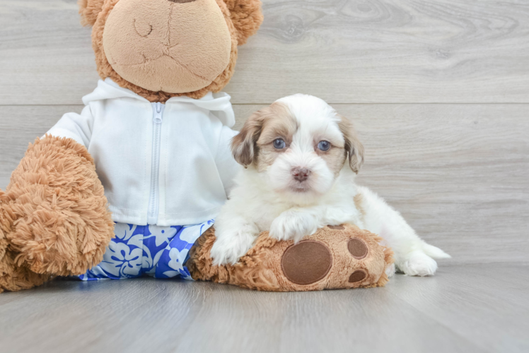 Best Shih Poo Baby