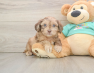 6 week old Shih Poo Puppy For Sale - Seaside Pups