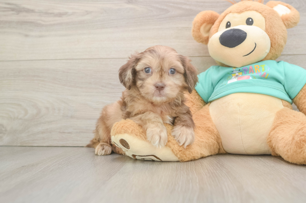 5 week old Shih Poo Puppy For Sale - Seaside Pups