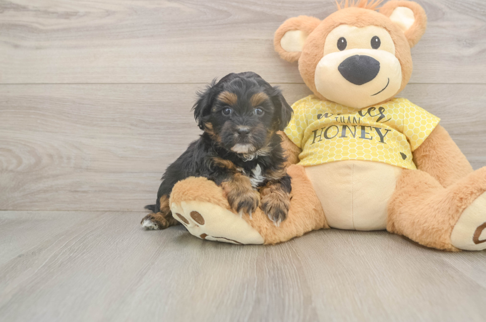 5 week old Shih Poo Puppy For Sale - Seaside Pups