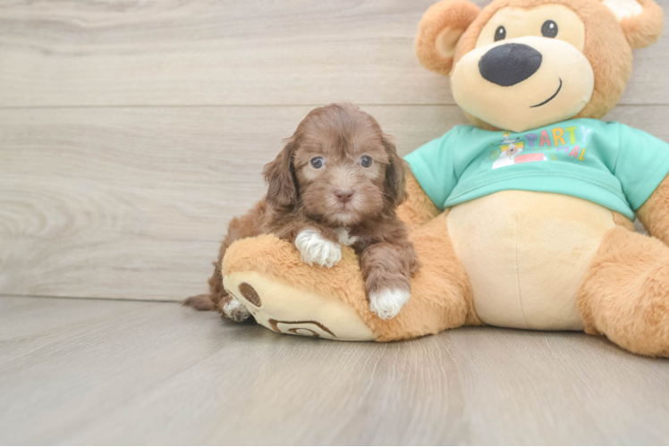Shih Poo Puppy for Adoption