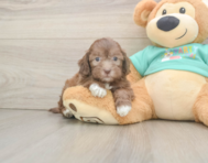 7 week old Shih Poo Puppy For Sale - Seaside Pups