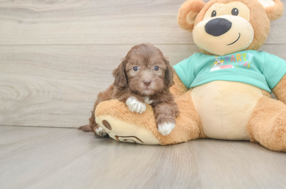 5 week old Shih Poo Puppy For Sale - Seaside Pups