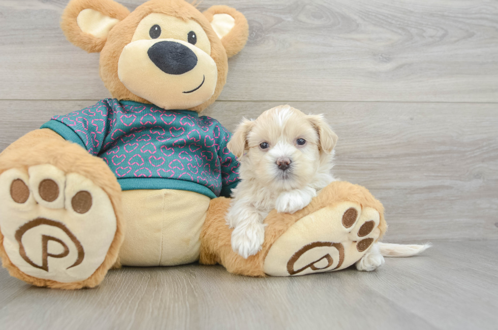5 week old Shih Poo Puppy For Sale - Seaside Pups