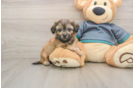 Best Shih Poo Baby