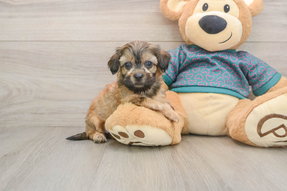 Best Shih Poo Baby
