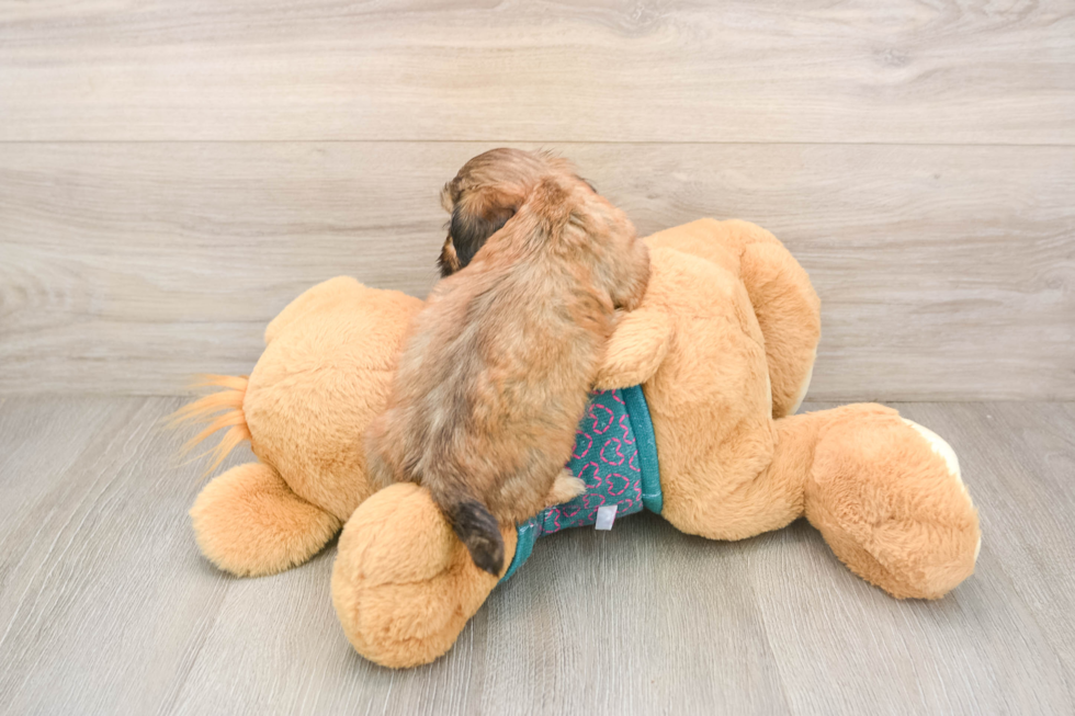 Energetic Shihpoo Poodle Mix Puppy