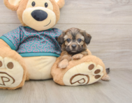 8 week old Shih Poo Puppy For Sale - Seaside Pups