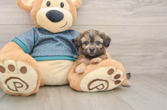 Shih Poo Pup Being Cute