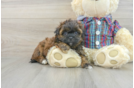 Fluffy Shih Poo Poodle Mix Pup