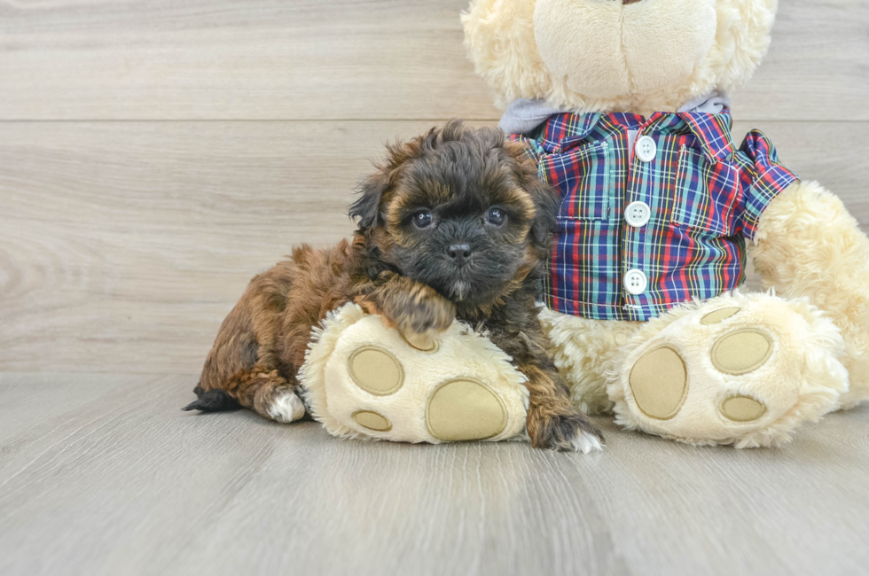 6 week old Shih Poo Puppy For Sale - Seaside Pups