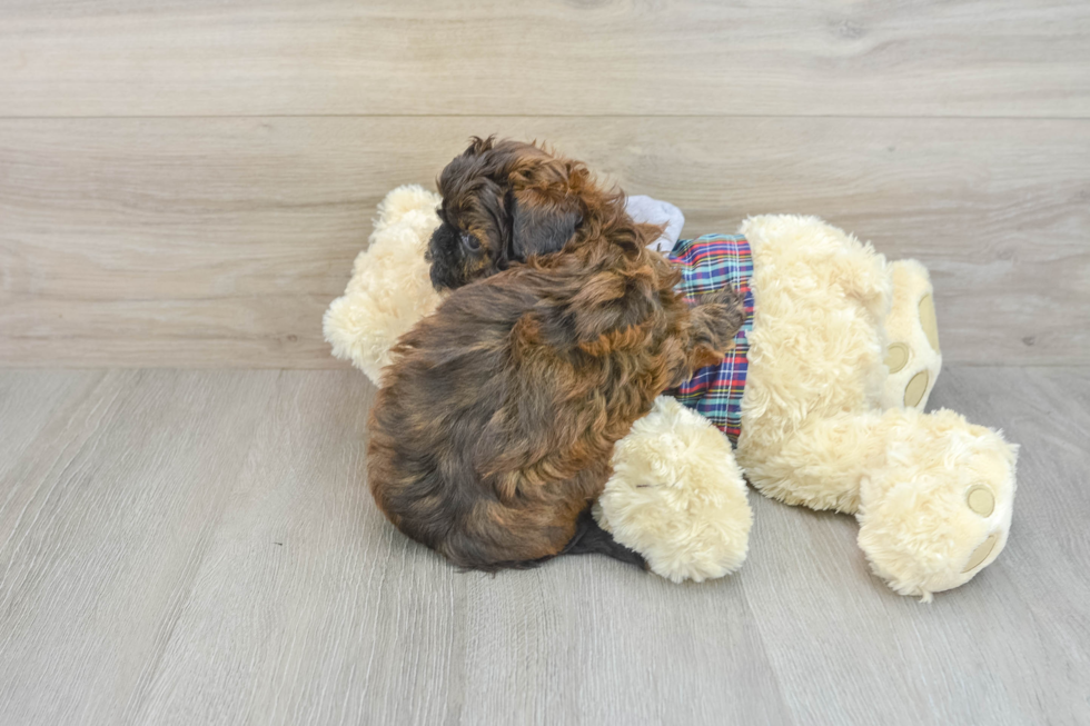 Fluffy Shih Poo Poodle Mix Pup