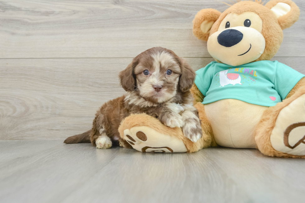 Small Shih Poo Baby