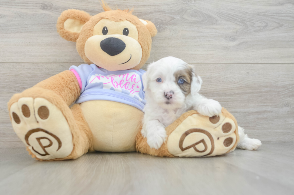 5 week old Shih Poo Puppy For Sale - Seaside Pups