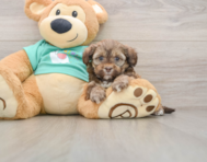 5 week old Shih Poo Puppy For Sale - Seaside Pups
