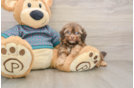 Best Shih Poo Baby