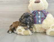 7 week old Shih Poo Puppy For Sale - Seaside Pups