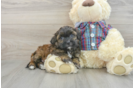 Adorable Shihpoo Poodle Mix Puppy