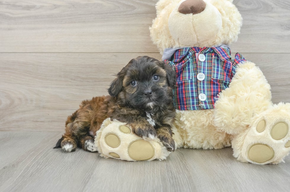 6 week old Shih Poo Puppy For Sale - Seaside Pups