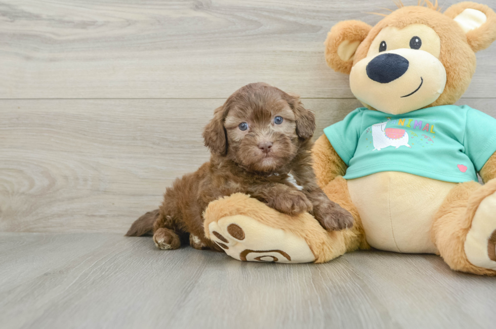 6 week old Shih Poo Puppy For Sale - Seaside Pups