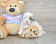 6 week old Shih Poo Puppy For Sale - Seaside Pups