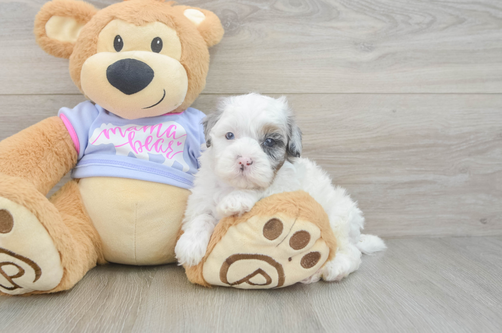 5 week old Shih Poo Puppy For Sale - Seaside Pups