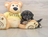 6 week old Shih Poo Puppy For Sale - Seaside Pups