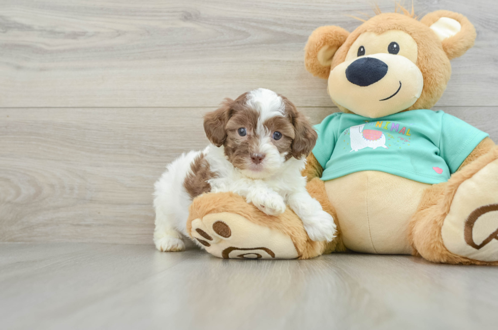 6 week old Shih Poo Puppy For Sale - Seaside Pups