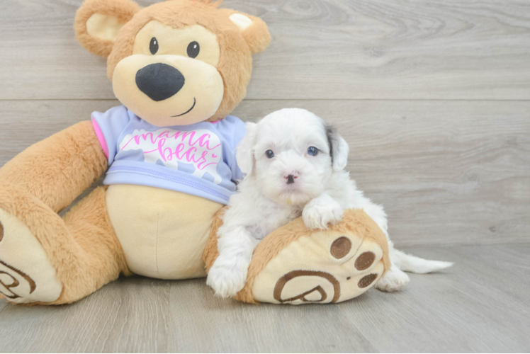 Cute Shih Poo Baby