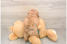 Cute Shih Poo Baby