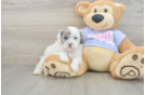 Shih Poo Pup Being Cute