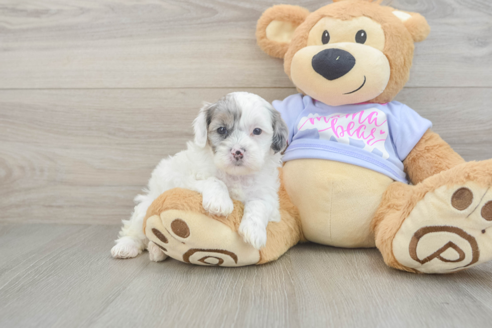 Shih Poo Pup Being Cute