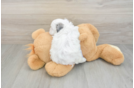 Small Shih Poo Baby