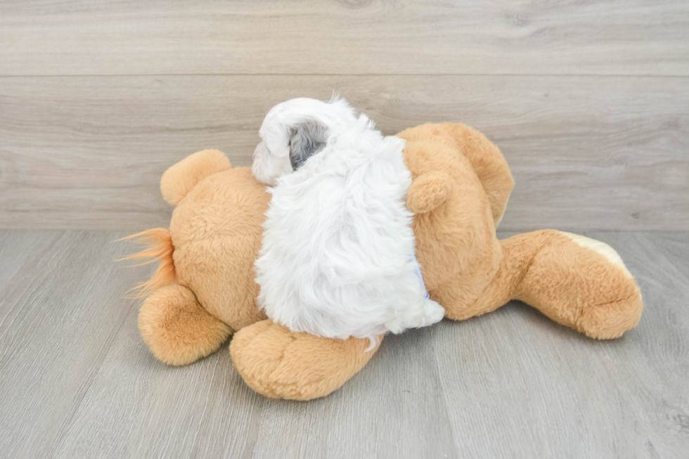 Small Shih Poo Baby