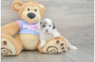 Best Shih Poo Baby