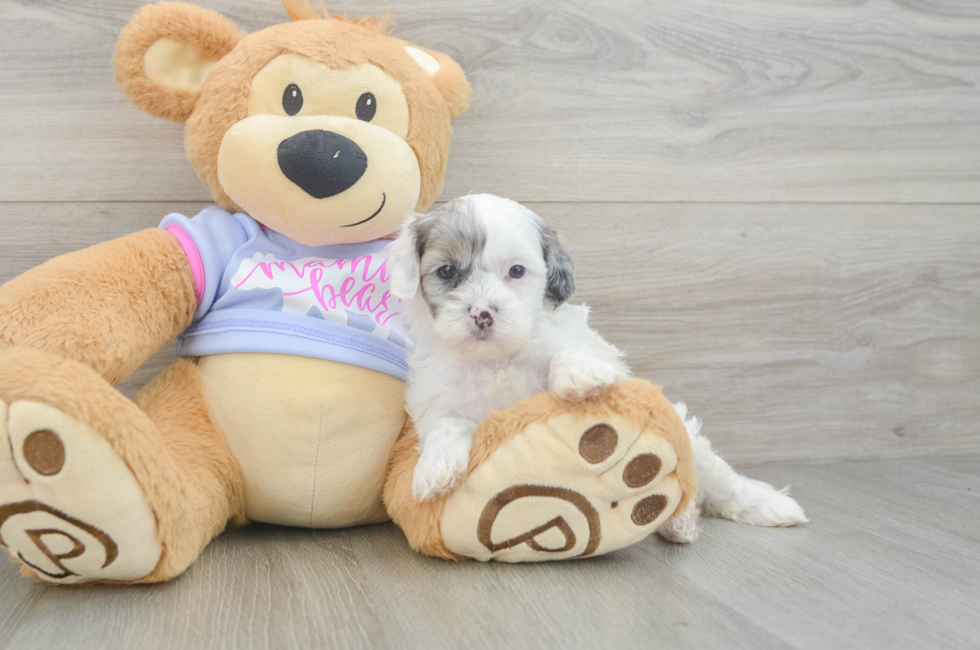 5 week old Shih Poo Puppy For Sale - Seaside Pups