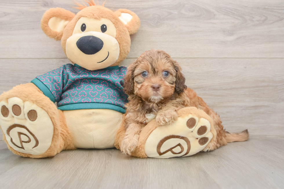 Playful Shihpoo Poodle Mix Puppy