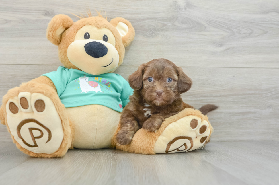 6 week old Shih Poo Puppy For Sale - Seaside Pups