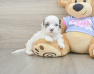 6 week old Shih Poo Puppy For Sale - Seaside Pups