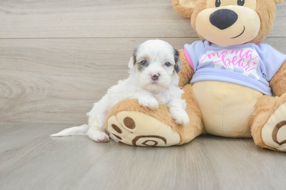 5 week old Shih Poo Puppy For Sale - Seaside Pups