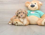 5 week old Shih Poo Puppy For Sale - Seaside Pups