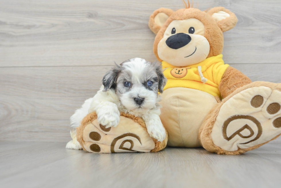 Funny Shih Poo Poodle Mix Pup