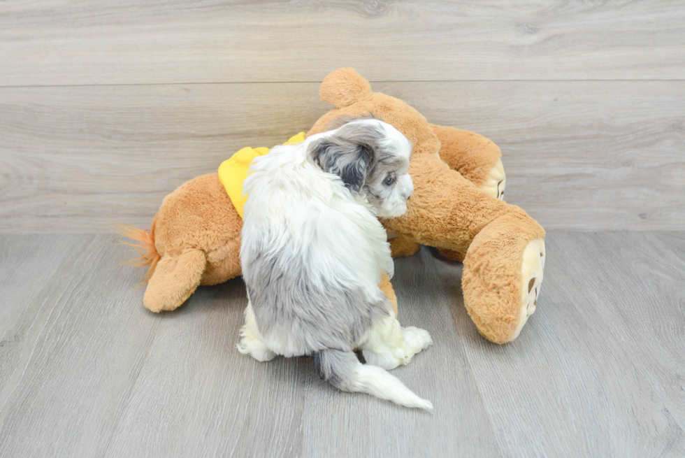 Funny Shih Poo Poodle Mix Pup