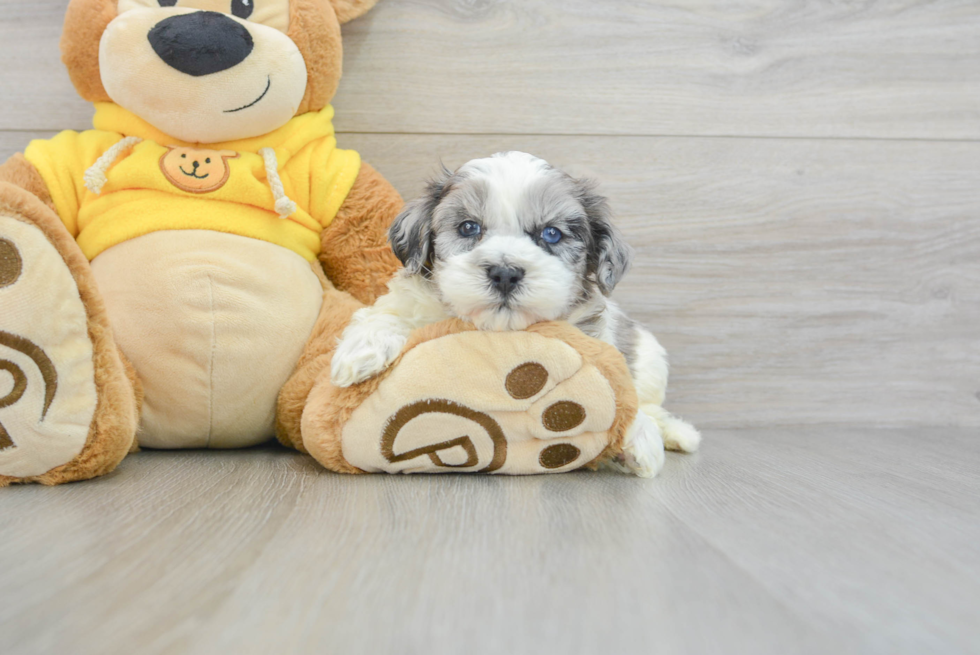 Sweet Shih Poo Baby