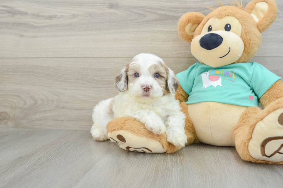 6 week old Shih Poo Puppy For Sale - Seaside Pups