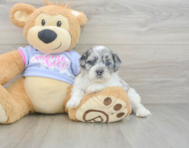6 week old Shih Poo Puppy For Sale - Seaside Pups