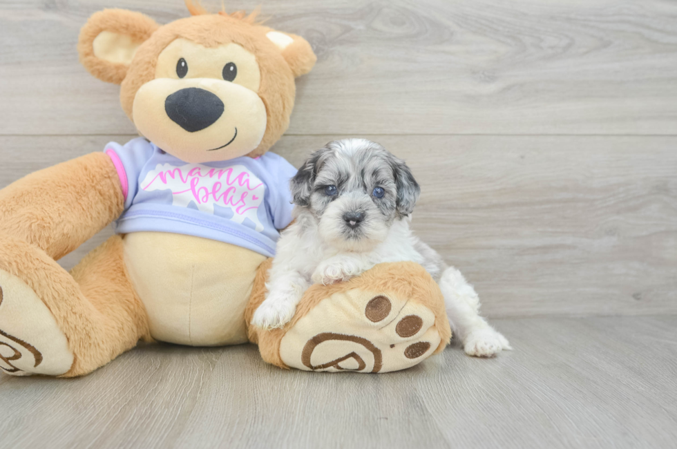 5 week old Shih Poo Puppy For Sale - Seaside Pups