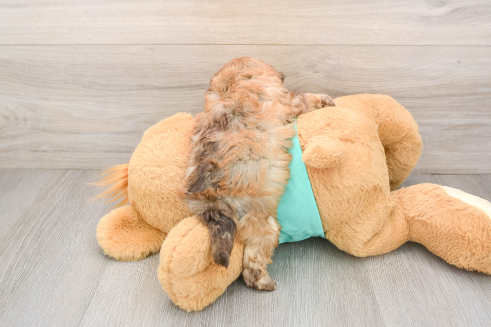 Best Shih Poo Baby