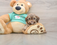 5 week old Shih Poo Puppy For Sale - Seaside Pups