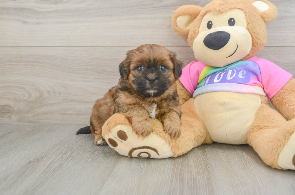 5 week old Shih Poo Puppy For Sale - Seaside Pups